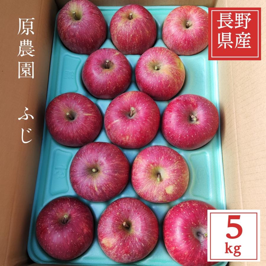 りんご  リンゴ サンふじ 大玉 5kg 10〜14個 贈答用 長野県 松川町 ふじ 《11 下旬〜12 上旬より出荷》