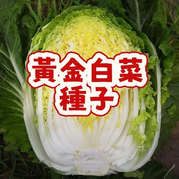 台灣熱銷 黃金白菜種子 金黃小白菜 娃娃菜種籽 耐熱快收 家庭農場 陽台盆栽 生食清脆 四季可種 有機無毒