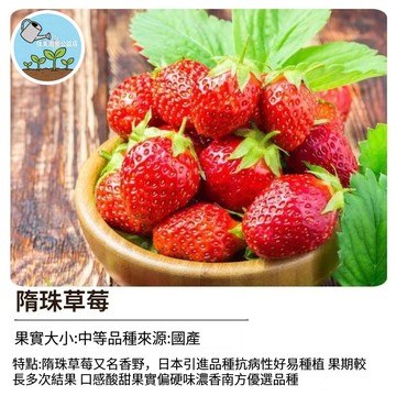 （12h出貨）隋珠草莓種子（香野草莓）~大果型~果期長多次結果，南方種植優選品種~水果草莓#盆栽水果種子