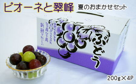 ピオーネと翠峰の夏のおまかせセット約200g×4パック ※着日指定不可 ※北海道・沖縄・離島への配送不可 ※2024年9月上旬～9月中旬頃に順次発送予定