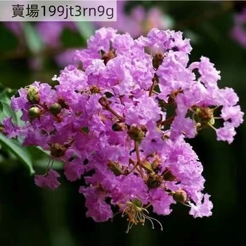 現貨 紫薇花樹種子（500粒）四季種植 多款紫薇花種子 綠植首選 多年生長 超高發芽率 園林景觀綠化種植 多年生