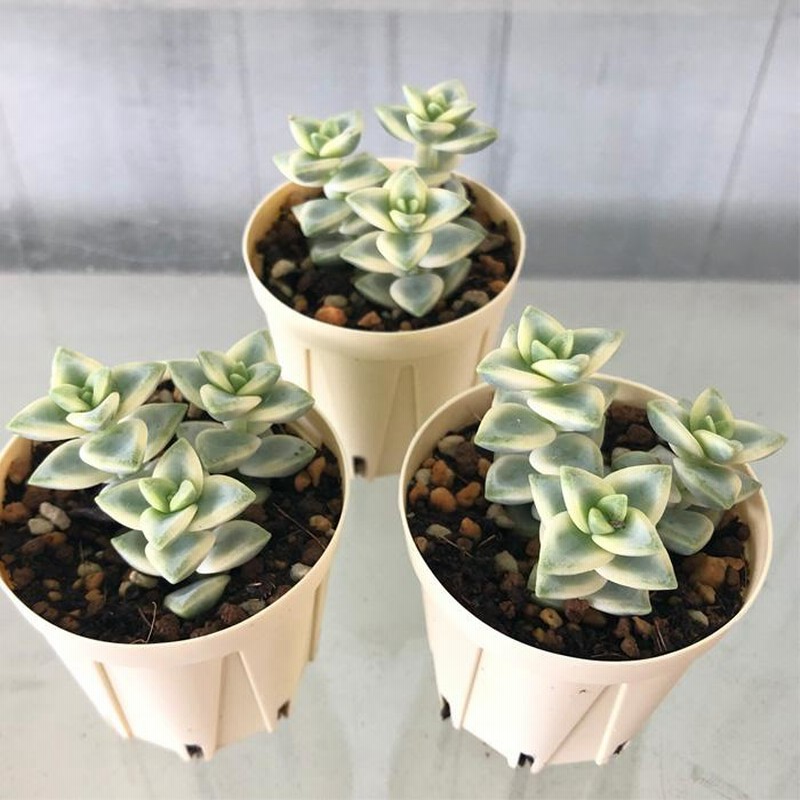 コ*イ様 クラッスラ　ルペストリス錦　多肉植物　大きめ　大量　育苗コンテナのすべ &*♡様 クラッスラ ルペストリス錦 多肉植物 大きめ 30頭 - メルカリ