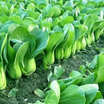 🥬【上海青種子】🥬四季清江菜種子 28天可收穫 小白菜種籽 蔬菜種子 青菜小白菜種籽 四季易種家庭田園庭院盆栽蔬菜種子