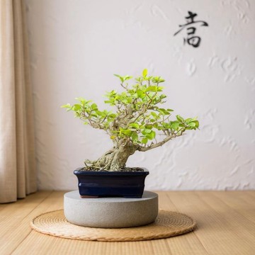 中品盆栽-西印度櫻桃 盆景 送禮