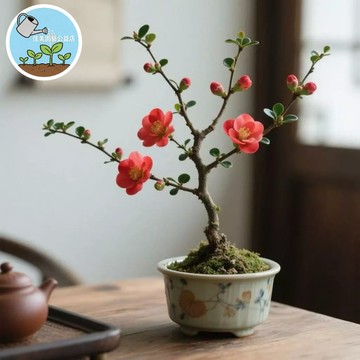 【小葉長壽梅】豆瓣冬青花 迷你文人桌面小盆栽耐热耐寒四季好养 耐寒又耐熱 桌面小盆栽植物