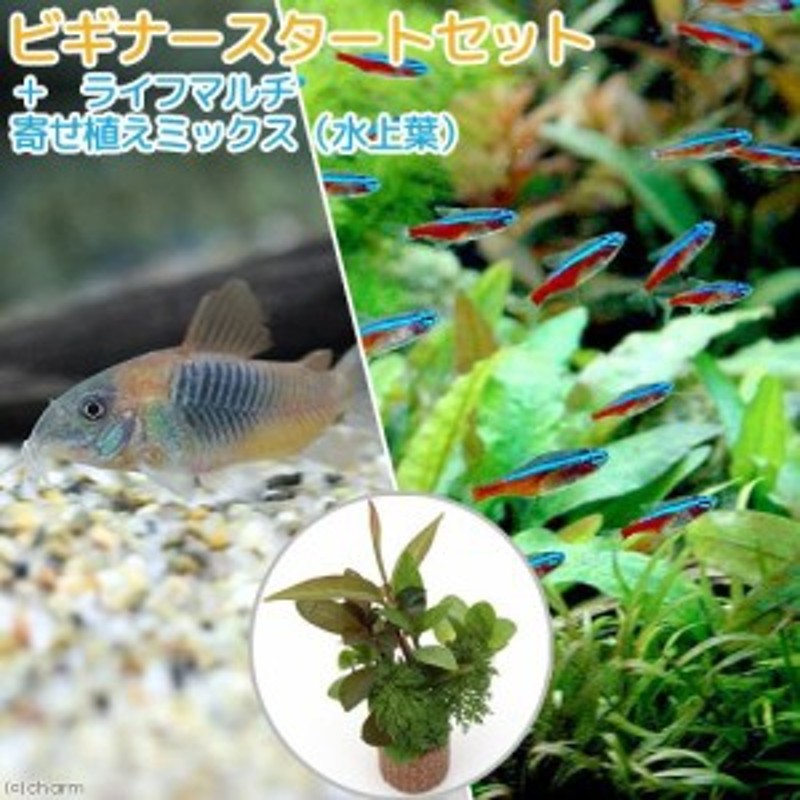 熱帯魚）（水草）ビギナースタートセット カージナルテトラ（１０匹）＋コリドラス ベネズエラオレンジ（２匹） 北海道・九州航空便 通販  LINEポイント最大1.0%GET | LINEショッピング