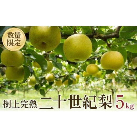 ふるさと納税 京都府 京丹後市 樹上完熟 二十世紀梨 5kg(10〜16個)（2024年8月下旬〜発送）