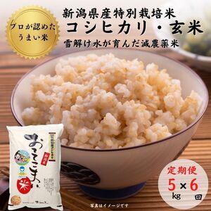 新潟県産 特別栽培米コシヒカリ5kg(1袋)6回毎月 計30kg「おててこまい」100%根知産 減農薬 専門家お墨付き 令和5年産 産地直送 糸魚川