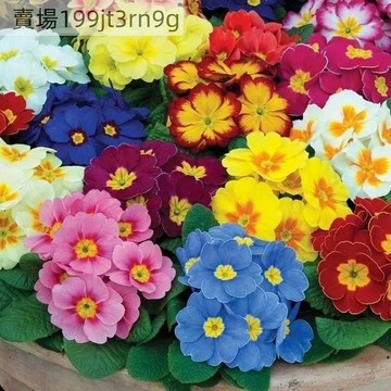 現貨🏵️【報春花種子】🏵️（250粒）四季種植 耳葉報春種子 四季易活 盆栽花卉種植 花園陽台露台種植花卉  可盆栽地栽