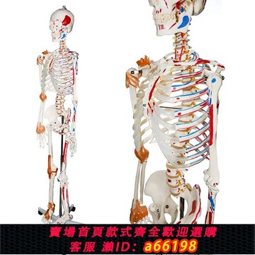 【台灣公司 可開發票】人體骨骼模型小白全身骨架脊椎仿真醫學結構解剖骷髏脊柱兒童玩具
