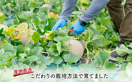 北海道 富良野産 赤肉メロン 3玉 1.6kg～2kgサイズ ふらの メロン ギフト 果物 赤玉(榎本農園)