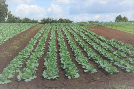 野菜ソムリエの選ぶ旬のお野菜と果物セット