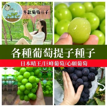 超多品種葡萄提子種子  巨峰葡萄 蜜紅葡萄 日本麝香葡萄種子 多品種可選  果樹盆栽 庭院地植 陽台果園 南方種植推薦