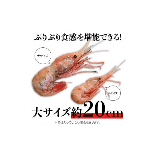 ふるさと納税 北海道 羅臼町 12月17日入金分まで 年内発送 北海道産 知床羅臼産ボタンエビ 大サイズ300g ぼたんえび ぼたん海老 魚介類 北海道 魚介 海産物 冷…