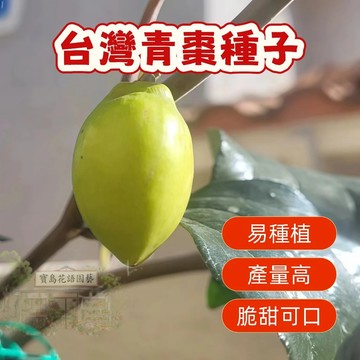 🍐棗子種子 （台灣青棗種子）自家陽台就能種～綠手指挑戰🌱結實累累爆滿盆！新鮮採種×高發芽率，打造你的果園小森林！