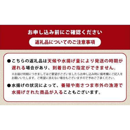 ふるさと納税 ◆お申込みの翌月にお届け◆朝獲れ鮮魚のお刺身詰め合わせ（4種） 魚 冷蔵 刺身 鮮魚 ヤマチョウ 鹿児島県産 海.. 鹿児島県南さつま市