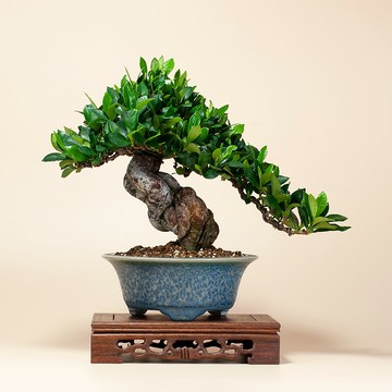 梔子小品盆栽 【公式通販】