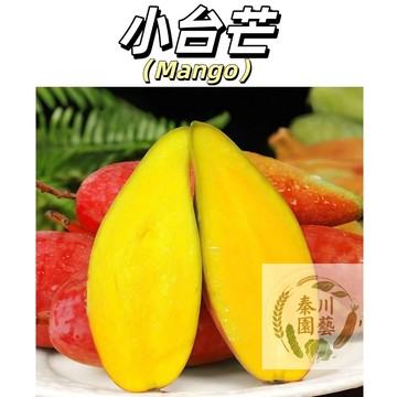 【夏日金鑽】小台芒/愛文芒果種子｜自種台灣味 果肉香甜｜陽台盆栽挑戰 從種子到結果｜新手易種植｜附發芽攻略｜現貨