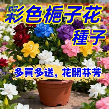 【香花首選】梔子花種子 玉堂春 五月雪 陽台盆栽 香氣滿屋 懷舊阿嬤的花 白花綠葉 居家園藝 新手可種