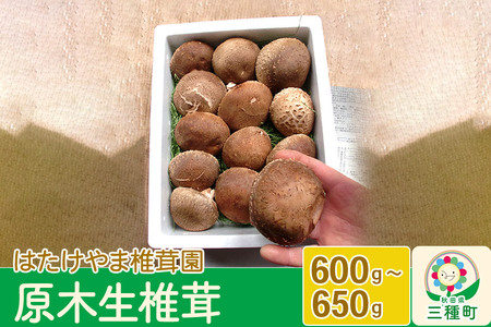 秋田県産 原木生椎茸（600〜650g）農薬不使用 産地直送