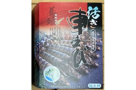 奄美大島産・活き車海老400g（12 1～出荷開始・先行予約）・鹿児島県宇検村