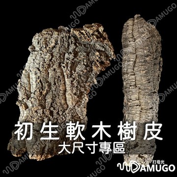 (大尺寸專區)鹿角蕨上板 園藝 鹿角蕨板 初生軟木 樹皮板 香檳木 香檳樹皮 上板 鹿角蕨木板 香檳木樹皮 初生樹皮