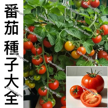 現貨 【超多款番茄種子大全】 （100粒）四季巧克力番茄聖女果小番茄瀑佈小番茄韆禧番茄黑珍珠番茄庭院蔬菜種子（高產好種）