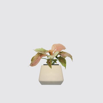│ 方盆系列 │粉紅佳人 - 吸附灰塵 陶瓷盆器 水耕植物 室內盆栽