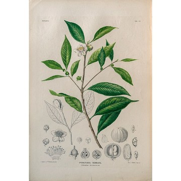 核果茶屬 Pyrenaria Serrata - 植物圖鑑-版畫