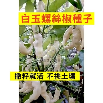 🌱早熟高產 🌶️白色螺絲椒種子LJ-24 辣味適中分枝強壯 生長勢快 抗病性強 燈籠椒 泡椒 易種植田栽庭院盆栽蔬菜種子