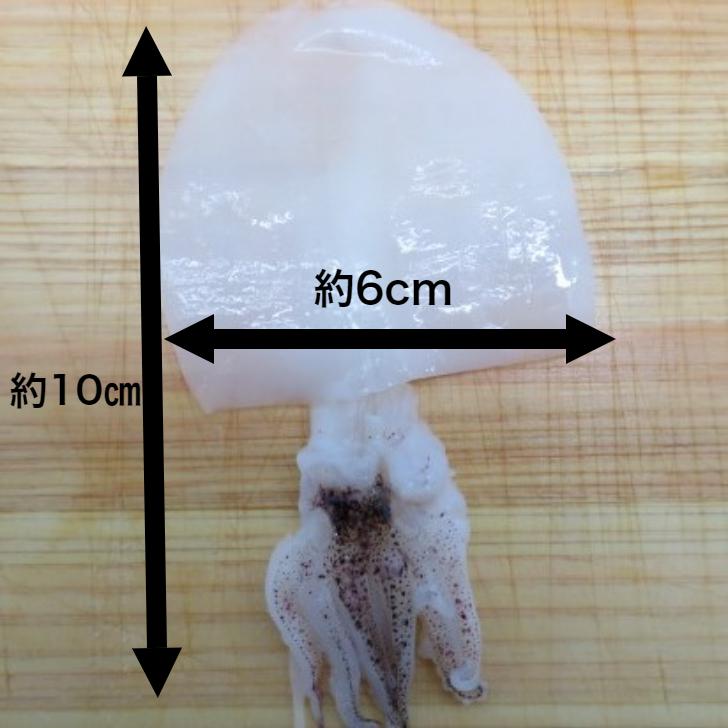 寿司 無添加 生食用 ゲソ付き やりいか姿 12g×10枚 寿司ネタ 冷凍便 　生食用　のせるだけ　刺身用　海鮮丼　手巻き寿司