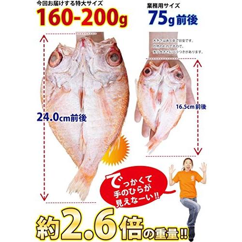 ギフト のどぐろ 干物 国産 1枚約160-200g前後×8尾 越前仕立て プレゼント ギフト 越前宝や