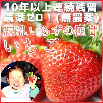 高級いちご 残留農薬0 贈答 ギフト 山梨県産いちご詰め合わせ「15個入」８種類の中から旬の２〜３品種をセット