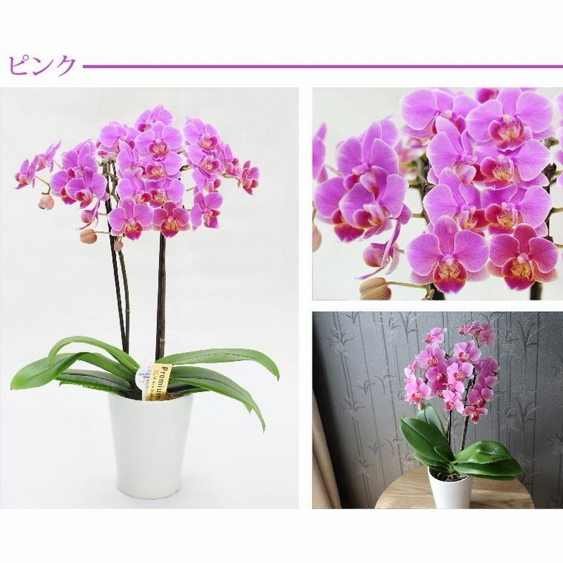 還暦祝い プレゼント 花 女性 鉢植え 胡蝶蘭 ギフト 選べるミディコチョウラン 鉢花 生花 産地直送 洋ラン 古希 喜寿 お祝いの品 誕生日 母 祖母 通販 Lineポイント最大0 5 Get Lineショッピング