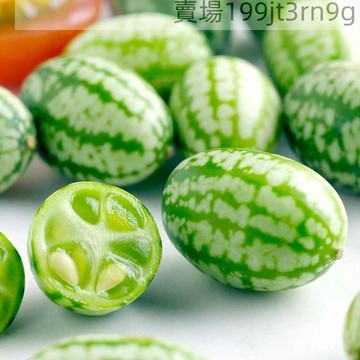 現貨 拇指西瓜（100粒）四季種植 特色西瓜種子 拇指西瓜 七彩顏色 口感豐富 發芽超快 四季種植 90%發芽率