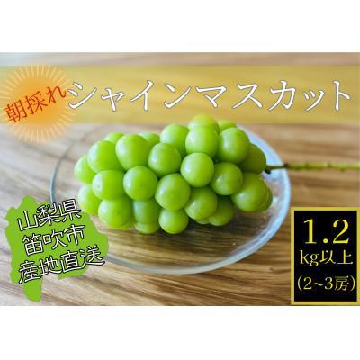 ふるさと納税 笛吹市 生産者直送!山梨県笛吹市産!シャインマスカット　約1.2kg以上(2〜3房)