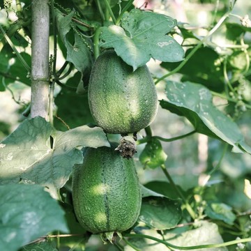🥒（蘋果絲瓜種子） 今年新種 早熟生育強建，節成性強。短筒型，品質極佳，果長18公分左右 農家田園盆栽果菜種子