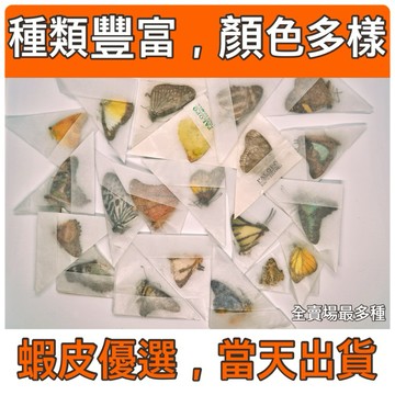 🦋蝴蝶乾貨🦋各國混蝶 蝴蝶 昆蟲 模型 (單隻20元)(20隻以上19元) 乾貨三角紙包裝 #非活體 #類模型 #藝術品