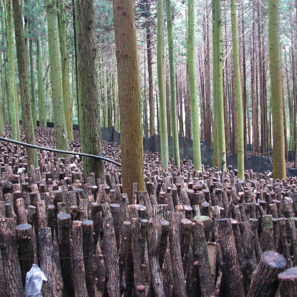 八宝堂 大分県産大玉どんこ椎茸270g 原木栽培 干し椎茸