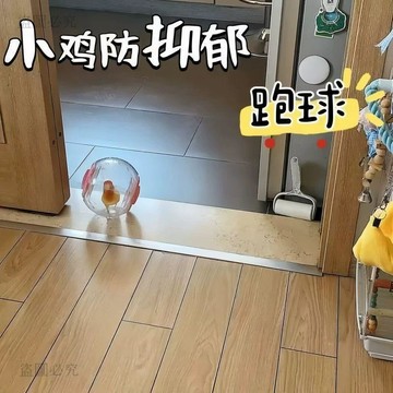 闆闆推薦🏆 鸚鵡解悶運動跑球 虎皮牡丹玄鳳適用 新型遛鳥神器 互動益智玩具 鸚鵡玩具 鳥寶自嗨必備 1d0F