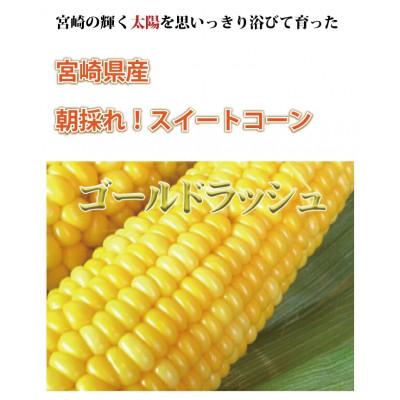 ふるさと納税 国富町 宮崎産朝採れスイートコーン!ゴールドラッシュ 2Lサイズ13本入り 4.5kg