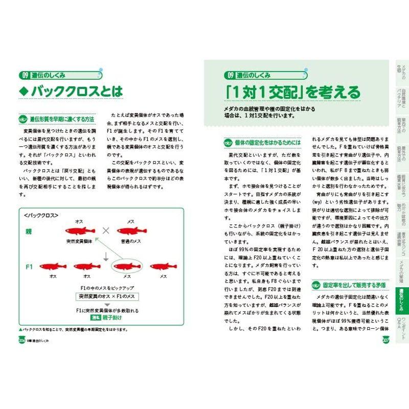 メダカの飼育方法 完全版