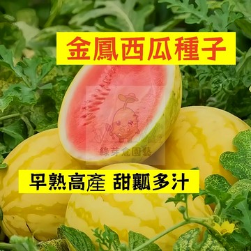🍉金鳳西瓜種籽 XG-30 黃皮紅瓤 清甜爽脆 高產不裂瓜  吊瓜甜度高 四季高產少籽紅瓤西瓜盆栽地栽爬藤水果種子