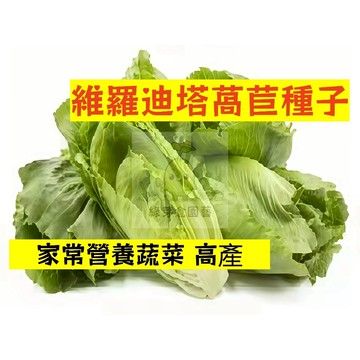 🌱【現貨-隔日到店】 維羅迪塔萵苣種子WJ-16 高產 新手短期收成 全年可栽培葉菜類種子 生菜 大陸妹菜 四季蔬菜種子