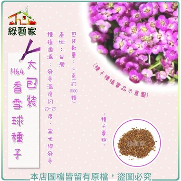 【綠藝家】大包裝H64.香雪球種子4克(約11000顆)(彩毯)//性喜通風向陽溫暖處，忌高溫多濕。//用