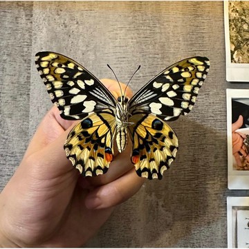 【現貨】🦋無尾鳳蝶🦋  台灣無尾鳳蝶 蝴蝶 昆蟲 模型 乾貨三角紙包裝 #非活體 #類模型 #藝術品