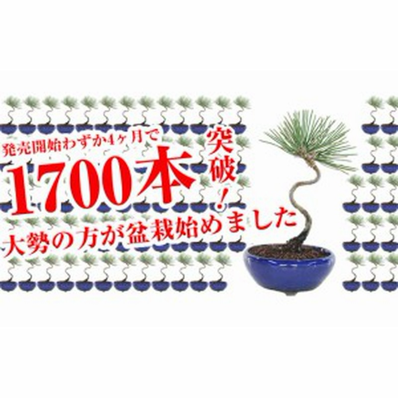 圧倒的な高レビュー 盆栽 お試しミニ盆栽 黒松 はじめてでも安心 盆栽はじめてブックプレゼント中 趣味 松盆栽 盆栽 初心者 通販 Lineポイント最大1 0 Get Lineショッピング