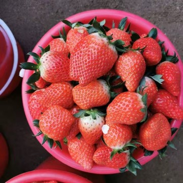 【現貨】 重瓣紅花草莓種子四季開花 觀賞食用兩用 爆花盆栽 陽台庭院 四季可種 草莓苗 香莓 易栽種 居家園藝 新手友善