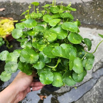 P老闆園藝~銅錢草  3吋盆 6吋盆