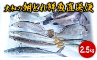 大和海商の朝どれ鮮魚直送便　2.5kg 　A383